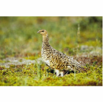 Willow ptarmigan photo sculptures