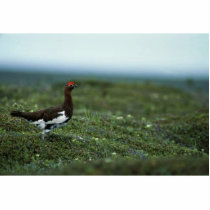 Willow ptarmigan photo sculptures