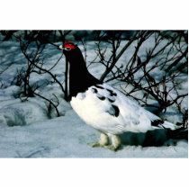 Willow Ptarmigan Photo Sculpture