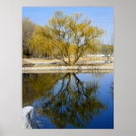 willow reflection poster