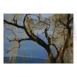 Willow tree after rain card