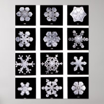 Wilson Bentley Snowflakes