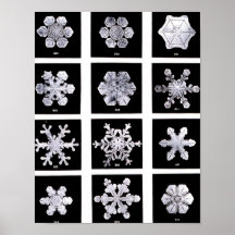 Wilson Bentley Snowflakes Posters