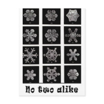 Wilson Bentley's Snowflakes, 1902