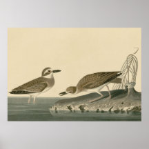 Wilson's Plover Print