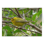 Wilson's Warbler 1 Card