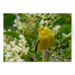 Wilson's Warbler Card
