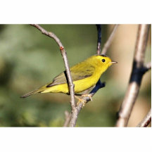 Wilson's Warbler Cut Out