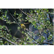 Wilson's Warbler Cut Outs
