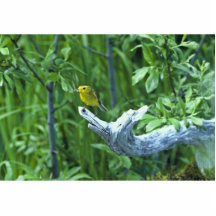 Wilson's warbler photo sculpture