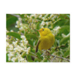 Wilson's Warbler Postcard