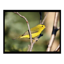 Wilson's Warbler Postcard