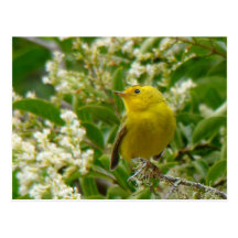 Wilson's Warbler Postcard