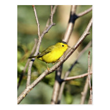Wilson's Warbler Postcards