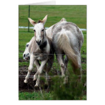 Winchester & Bucky play note card