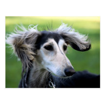 Wind dog post cards