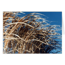 Windblown Grass Cards