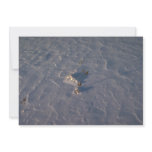 Windblown patterns in snow announcement