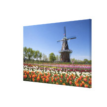 Windmill Island park with tulips in bloom at Stretched Canvas Prints