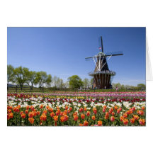 Windmill Island park with tulips in bloom at Greeting Cards