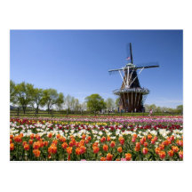 Windmill Island park with tulips in bloom at Postcard