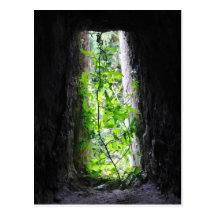 Window Plant Post Card