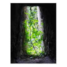 Window Plant Postcard