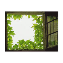 Window Postcard