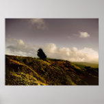 Windswept and Alone Posters