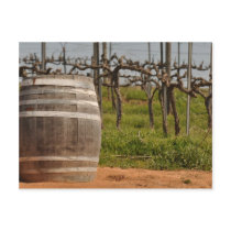 Wine Barrel and Vineyard in the Spring