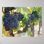 Wine Grapes Print