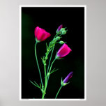 Winecup Blossoms - Wildflowers - south Texas Posters