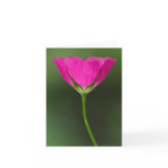 Winecup Wildflower Notecards