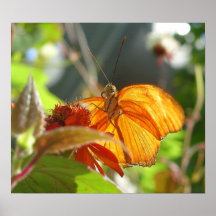 Wings of Fire Print