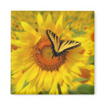 Wings of summer, magnets