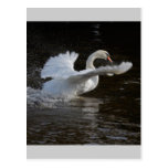 Wings Outstretched Swan Postcard