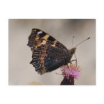 Wings Postcard