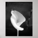 Wings posters