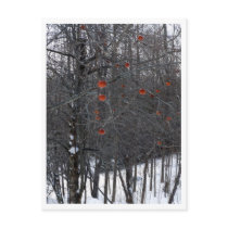 Winter Apples Postcard
