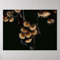 Winter Aster in Black Poster