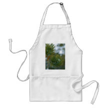 Winter At Bryce Canyon. Apron