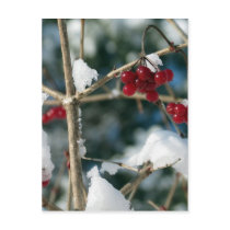 Winter Berries Postcard