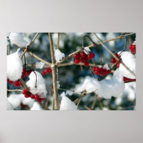 Winter Berries Poster