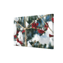Winter Berries Wrapped Canvas Canvas Print