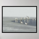 Winter Birds Posters