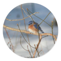 Winter Bluebird Animal Photo Sticker Label