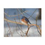 Winter Bluebird Nature Animal Photo Postcard