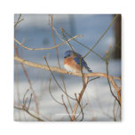 Winter Bluebird Wildlife Animal Photography Magnet