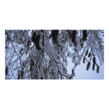 Winter Catapillars Picture Card