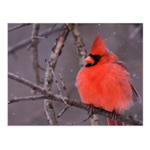 Winter Contemplation Post Cards